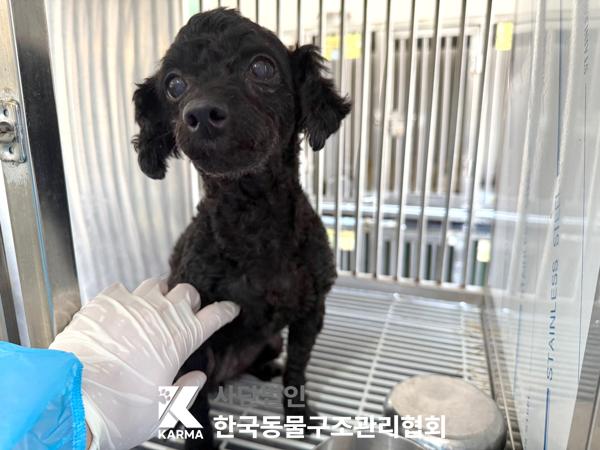 [개] 푸들 서울-은평-2025-00100 유기동물 배경 이미지 입니다.